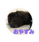 トイプードルとシーズーのMIX犬エマ（個別スタンプ：4）
