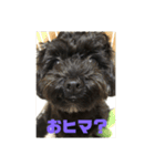 トイプードルとシーズーのMIX犬エマ（個別スタンプ：5）