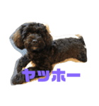 トイプードルとシーズーのMIX犬エマ（個別スタンプ：7）