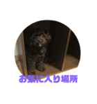 トイプードルとシーズーのMIX犬エマ（個別スタンプ：9）