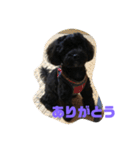 トイプードルとシーズーのMIX犬エマ（個別スタンプ：11）