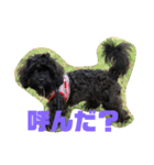 トイプードルとシーズーのMIX犬エマ（個別スタンプ：12）