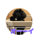 トイプードルとシーズーのMIX犬エマ（個別スタンプ：15）
