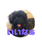 トイプードルとシーズーのMIX犬エマ（個別スタンプ：23）