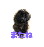 トイプードルとシーズーのMIX犬エマ（個別スタンプ：24）