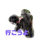 トイプードルとシーズーのMIX犬エマ（個別スタンプ：25）