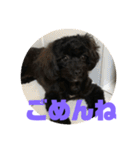 トイプードルとシーズーのMIX犬エマ（個別スタンプ：26）