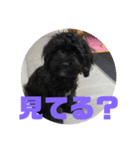 トイプードルとシーズーのMIX犬エマ（個別スタンプ：28）
