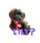 トイプードルとシーズーのMIX犬エマ（個別スタンプ：33）
