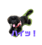 トイプードルとシーズーのMIX犬エマ（個別スタンプ：34）