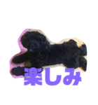 トイプードルとシーズーのMIX犬エマ（個別スタンプ：35）