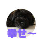 トイプードルとシーズーのMIX犬エマ（個別スタンプ：36）