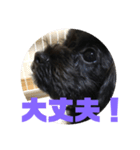 トイプードルとシーズーのMIX犬エマ（個別スタンプ：37）