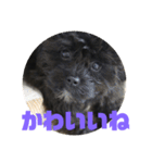 トイプードルとシーズーのMIX犬エマ（個別スタンプ：39）