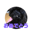 トイプードルとシーズーのMIX犬エマ（個別スタンプ：40）
