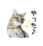 高貴なシニア猫スタンプ（写真）（個別スタンプ：4）
