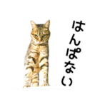 高貴なシニア猫スタンプ（写真）（個別スタンプ：6）