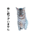 高貴なシニア猫スタンプ（写真）（個別スタンプ：11）