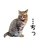高貴なシニア猫スタンプ（写真）（個別スタンプ：12）