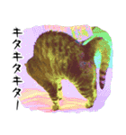 高貴なシニア猫スタンプ（写真）（個別スタンプ：18）