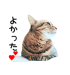 高貴なシニア猫スタンプ（写真）（個別スタンプ：24）