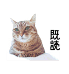 高貴なシニア猫スタンプ（写真）（個別スタンプ：29）