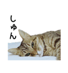 高貴なシニア猫スタンプ（写真）（個別スタンプ：30）
