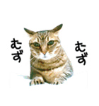 高貴なシニア猫スタンプ（写真）（個別スタンプ：36）