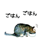 高貴なシニア猫スタンプ（写真）（個別スタンプ：37）