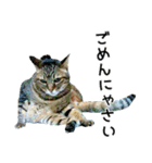 高貴なシニア猫スタンプ（写真）（個別スタンプ：39）