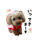トイプードルのひなちゃん（個別スタンプ：5）