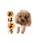 トイプードルのひなちゃん（個別スタンプ：14）