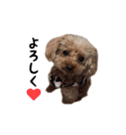 トイプードルのひなちゃん（個別スタンプ：16）