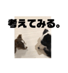 ボーダーコリー リティ＆ノコ（個別スタンプ：7）