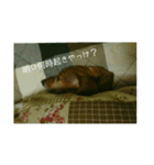 うちのおとぼけダックス（個別スタンプ：8）