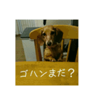 うちのおとぼけダックス（個別スタンプ：13）