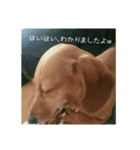 うちのおとぼけダックス（個別スタンプ：15）