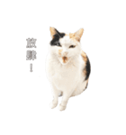 ミミちゃんという名前の猫（中国語）（個別スタンプ：3）