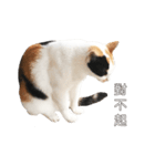 ミミちゃんという名前の猫（中国語）（個別スタンプ：4）