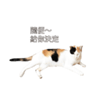 ミミちゃんという名前の猫（中国語）（個別スタンプ：5）