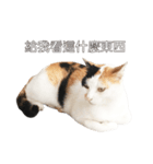 ミミちゃんという名前の猫（中国語）（個別スタンプ：15）