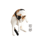 ミミちゃんという名前の猫（中国語）（個別スタンプ：17）