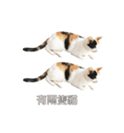 ミミちゃんという名前の猫（中国語）（個別スタンプ：20）