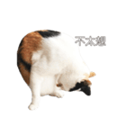 ミミちゃんという名前の猫（中国語）（個別スタンプ：21）