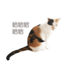 ミミちゃんという名前の猫（中国語）（個別スタンプ：26）