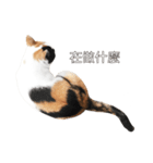 ミミちゃんという名前の猫（中国語）（個別スタンプ：30）