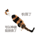 ミミちゃんという名前の猫（中国語）（個別スタンプ：31）