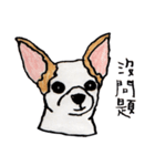 チワワの日常生活 ❤️（個別スタンプ：14）