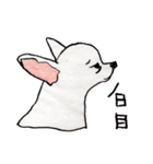 チワワの日常生活 ❤️（個別スタンプ：21）