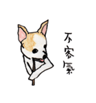 チワワの日常生活 ❤️（個別スタンプ：26）